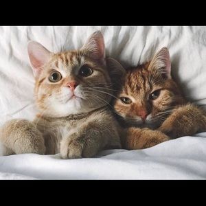 Meet your Posher, Connie